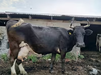 بقرة, Simmental cattle — الصورة 8