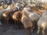 Oveja, Ovejas — foto 6