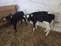 Kuh, Russian Black pied cattle — Foto 2
