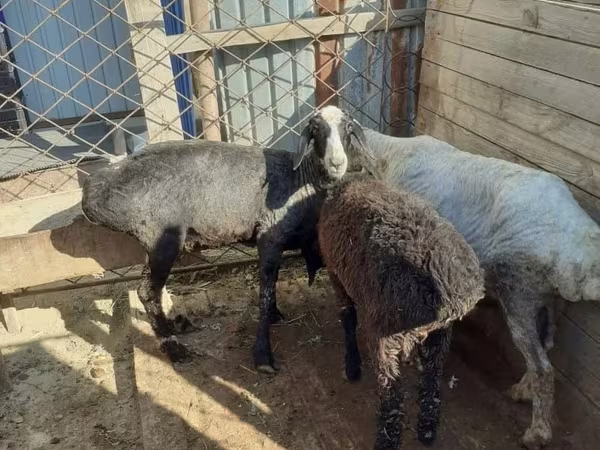أغنام (دفعة، الجنس غير محدد), الأغنام