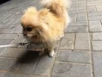 🐶 Satılır – Çox Şirin Dişi Pomeranian (Spitz) 🐶 2 yaşlı, dişi, çox — foto 5