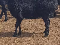 Қой, Edilbay sheep — 1-сурет
