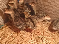 Turkeys — Foto 1