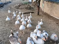 Geese — 2-сурет