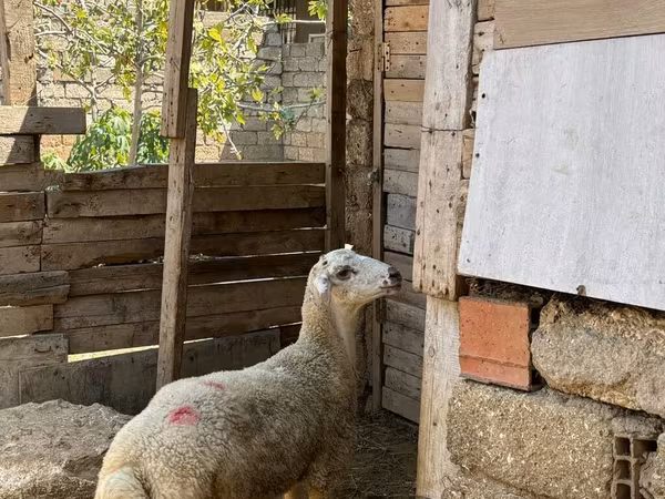 Carnero, Ovejas