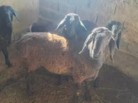 母羊, Sheep — 照片 6