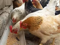 Chickens — الصورة 1