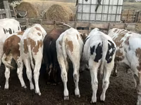 Toro, Simmental cattle — foto 3