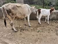 Vaca, Ganado vacuno — foto 8