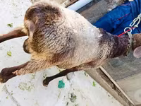 公羊, Hissar sheep — 照片 2
