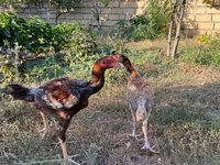 Chickens — الصورة 2