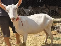 母山羊, Saanen goat — 照片 1