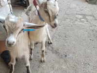 Echkilar (partiya, jinsi ko‘rsatilmagan), Alpine goat — 7-rasm