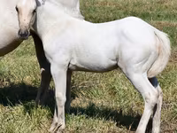 Mare, Quarter Horse — photo 1