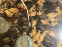 Ducks — 1-сурет
