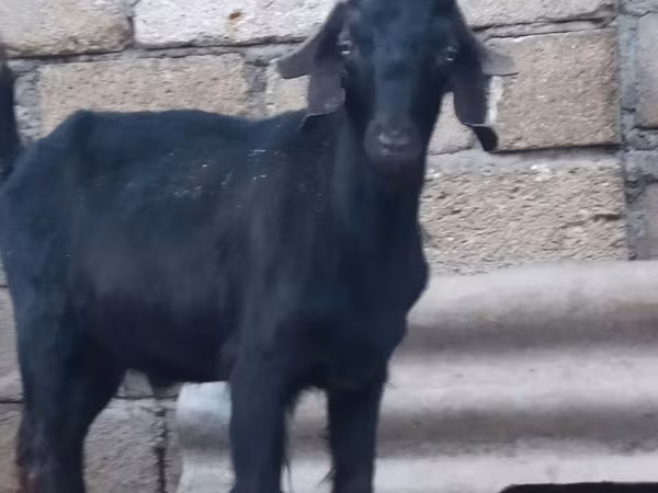 Billy Goat, Anatolian Black goats