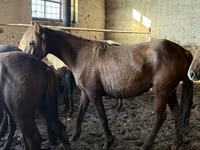 母马, Horses — 照片 3