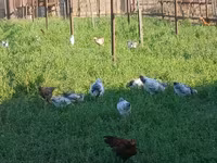 Chickens — 8-сурет