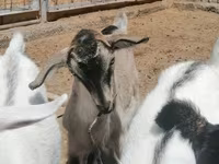 Cabra, Alpine goat — foto 3