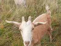 Ziege, Ziegen — Foto 2