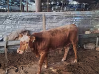 Buğa, Aberdin – Angus — foto 8