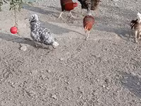Chickens — Foto 6