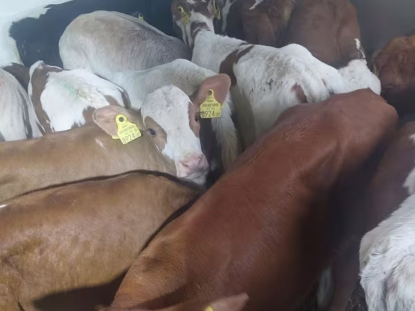 ثور, Simmental cattle
