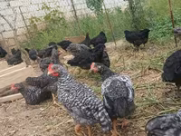 Australorp — foto 4