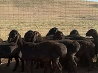 मेढ़ा, Hissar sheep — फ़ोटो 5