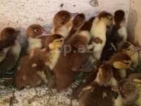 Ducks — Foto 4