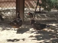 Ducks — Foto 7