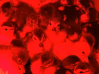 Ducks — الصورة 4