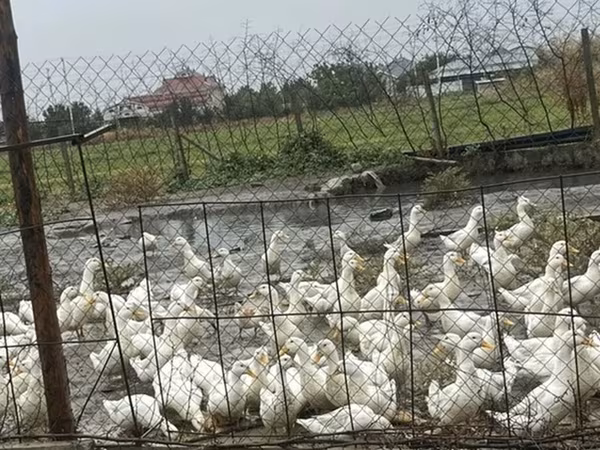 Deutscher Pekin