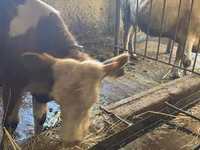 Vaca, Simmental cattle — foto 2
