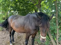 Yegua, Caballos — foto 2
