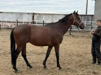 حصان, Thoroughbred horse — الصورة 3