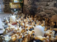 Ducks — الصورة 2