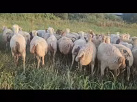 Oveja, Ovejas — foto 1