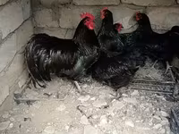 Chickens — Foto 3