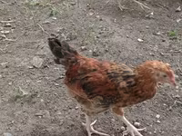Chickens — फ़ोटो 6