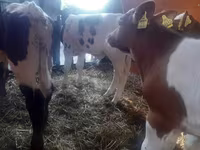 Bulle, Simmental cattle — Foto 3