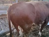 ثور, Simmental cattle — الصورة 1