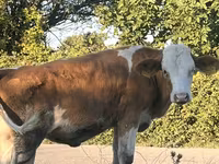 بقرة, Simmental cattle — الصورة 8
