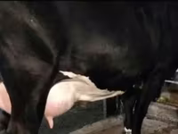 Cow, Holstein breed — photo 4
