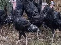 Turkeys — फ़ोटो 1