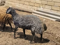 نعجة, Karakul sheep — الصورة 4