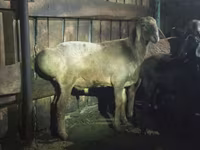 Widder, Hissar sheep — Foto 1