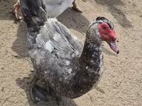 ईस्ट इंडी — फ़ोटो 7