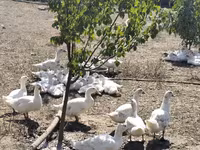 Ducks — Foto 2
