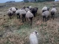 Oveja, Ovejas — foto 5